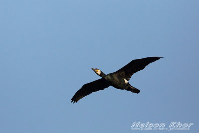 Japanese Cormorant