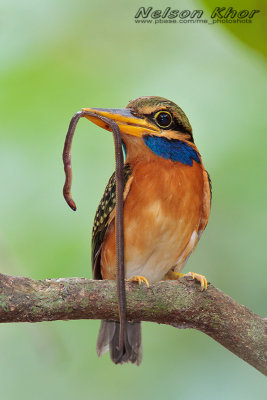 Rufous Collared Kingfisher