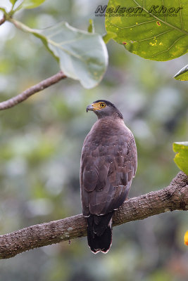 Crested Serpent Eagle