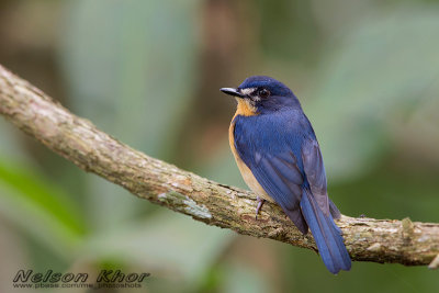 Mangrove Blue Flycatcher