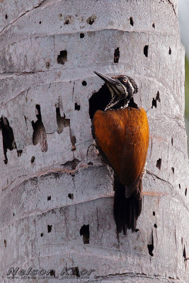 Common Flameback Woodpeckers