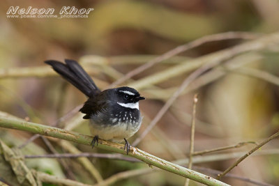 White Spotted Fantail