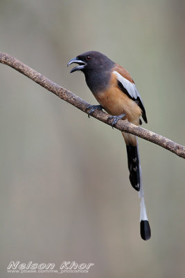 Rufous Treepie