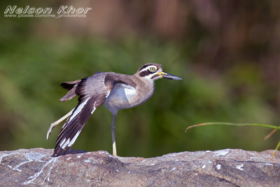 Great Thick Knee