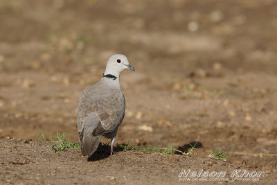 Eurasian Collared Dove