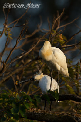 Eurasian Spoonbill