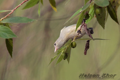 Pale Billed Flowerpecker