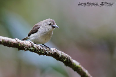 Nilgiri Flowerpecker