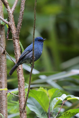 Nilgiri Flycatcher