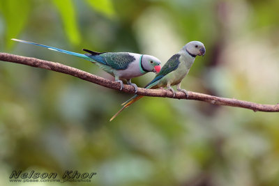 Malabar Parakeet
