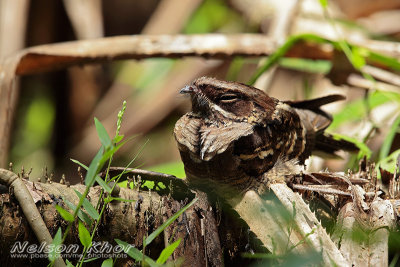 Jerdon's Nightjar