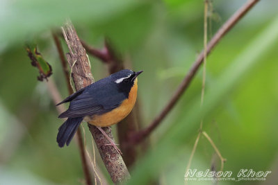 India Blue Robin