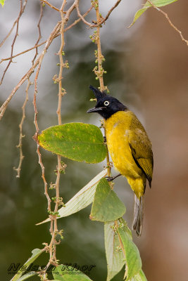 Black Crested Bulbul