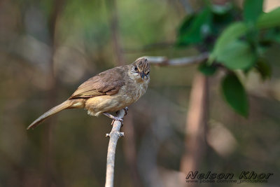 Streak Eared Bulbul