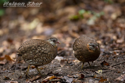 Scaly Breasted Partridge