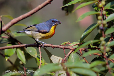 Crimson Breasted Flowerpecker