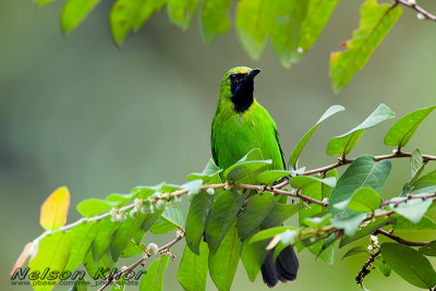 Leafbird