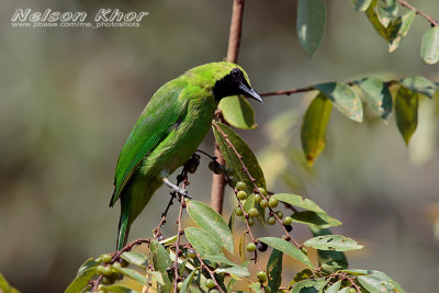 Greater Green Leafbird