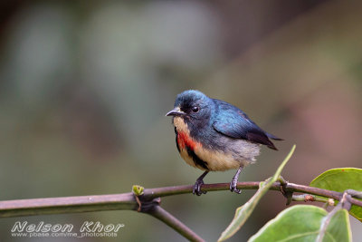 Fire Breasted Flowerpecker