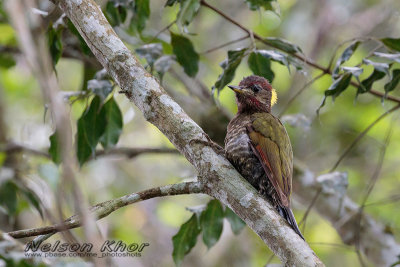 Lesser Yellownape Woodpecker
