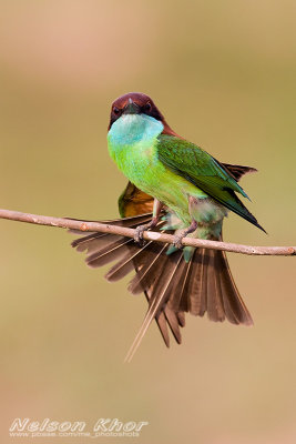 Blue Throated Bee-Eater