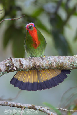 Red Bearded Bee Eater