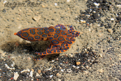 Blue Ring Octopus