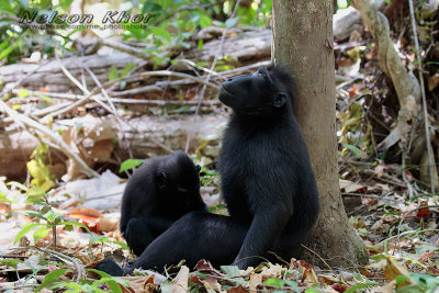 Celebes Crested Macaque