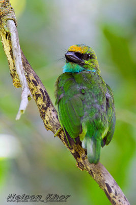 Yellow Crowned Barbet
