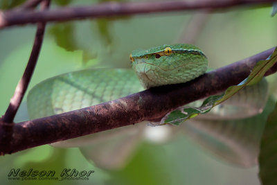Sulawesi Green Viper