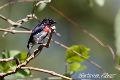 Grey Sided Flowerpecker