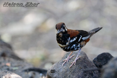 Rusty Backed Thrush