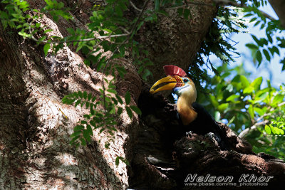 Knobbed Hornbill