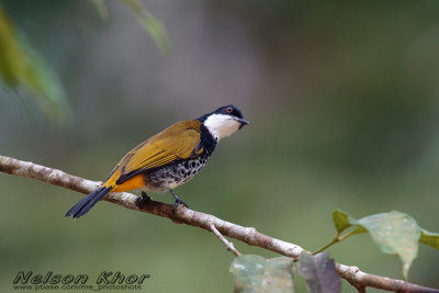 Scaly Breasted Bulbul