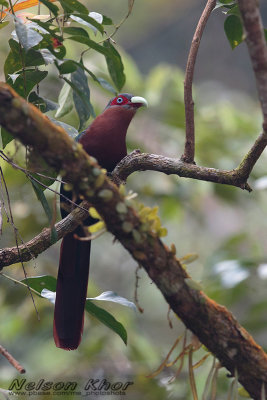 Chestnut Breasted Malkoha