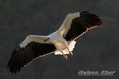 While Bellied Sea Eagle