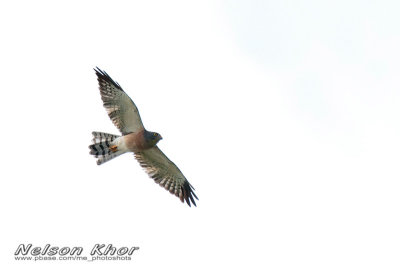 Chinese Sparrowhawk