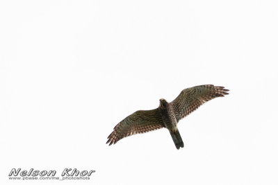 Grey Faced Buzzard