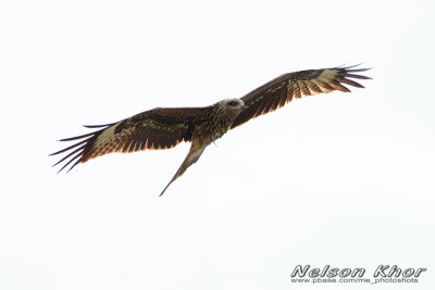 Black Eared Kite