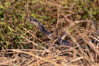 Rat Snake