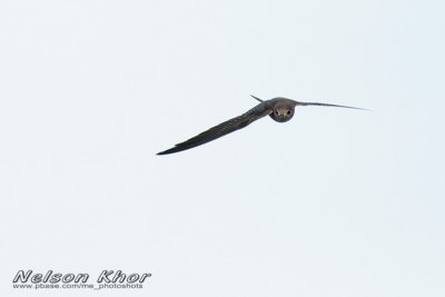 Pacific Swift