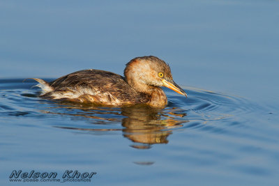 Little Grebe