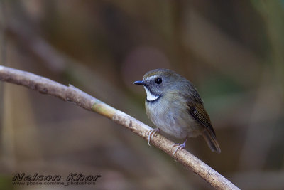 White Gorgeted Flycatcher