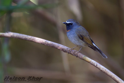 Rufous Gorgeted Flycatcher