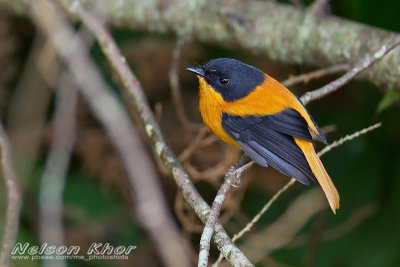 Black And Orange Flycatcher