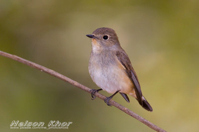 Taiga Flycatcher