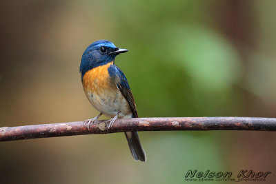 Chinese Blue Flycatcher