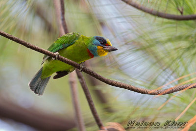 Taiwan Barbet