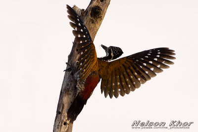 Greater Flameback Woodpeckers
