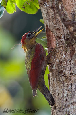 Crimson Winged Woodpecker